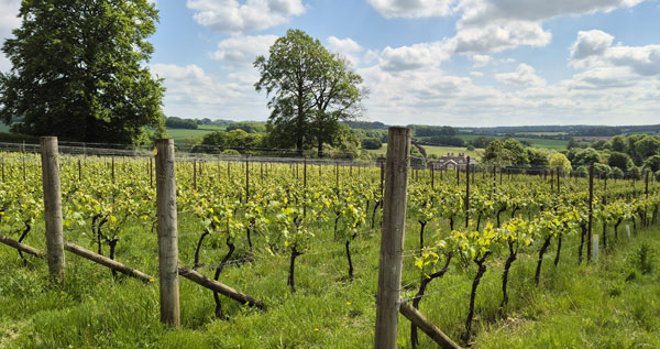 Luxury Cottages near Vineyards