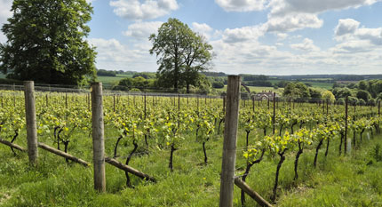 Luxe vakantiehuisjes in de buurt van wijngaarden